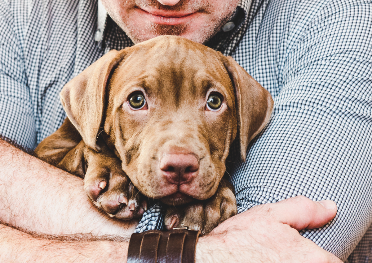 Why Are Pitbulls Good For First-Time Owners