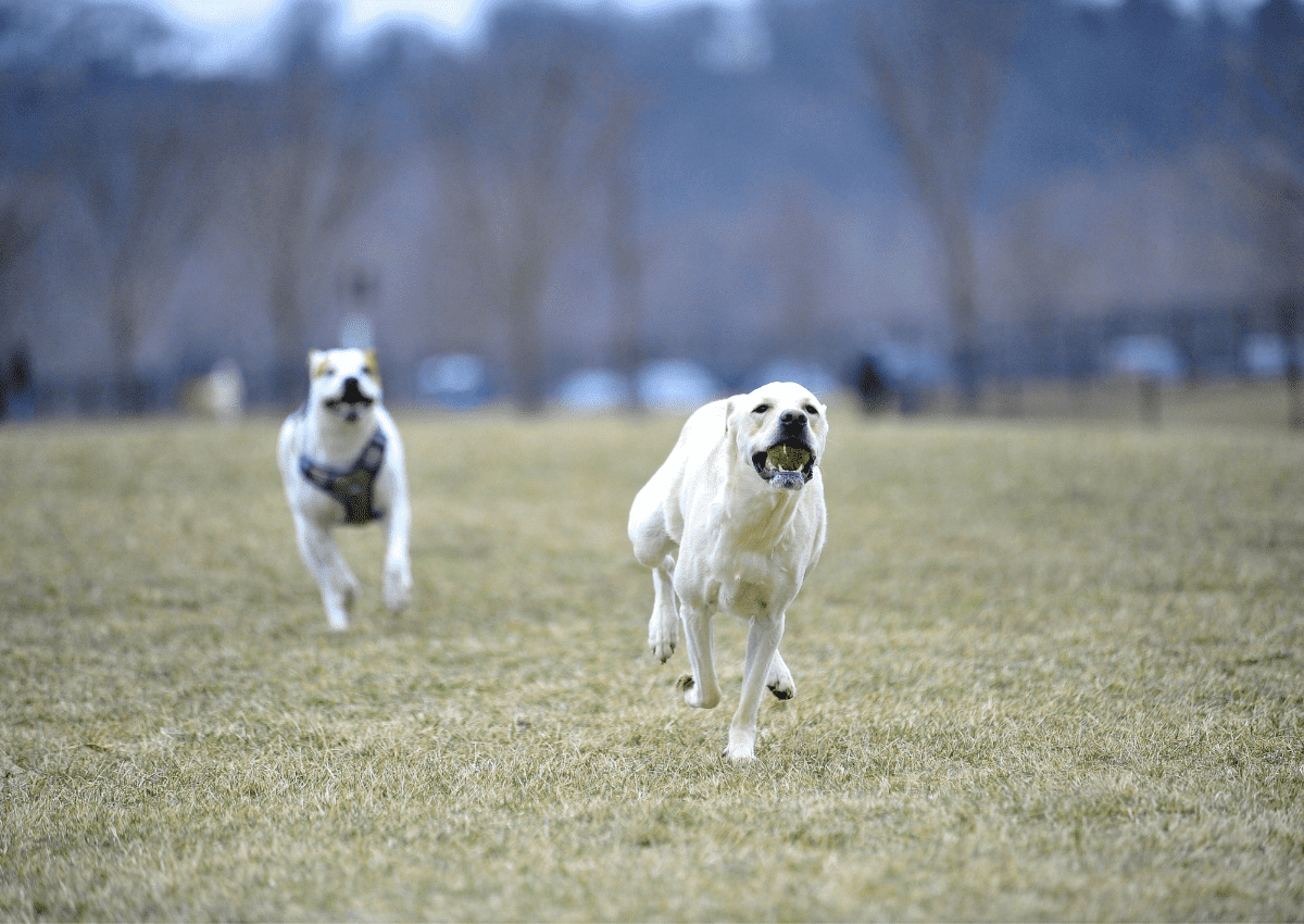 pitbull Socializing