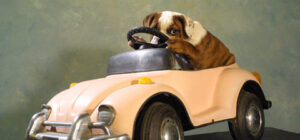 pitbull-puppy-in-car.jpg