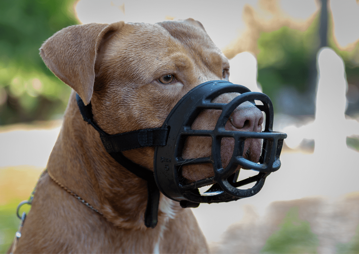 pitbull with muzzle