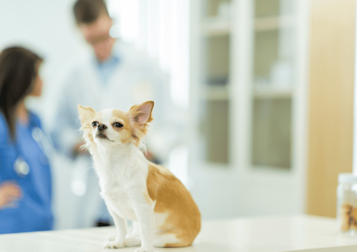 What To Watch Out For When Getting Pet Insurance