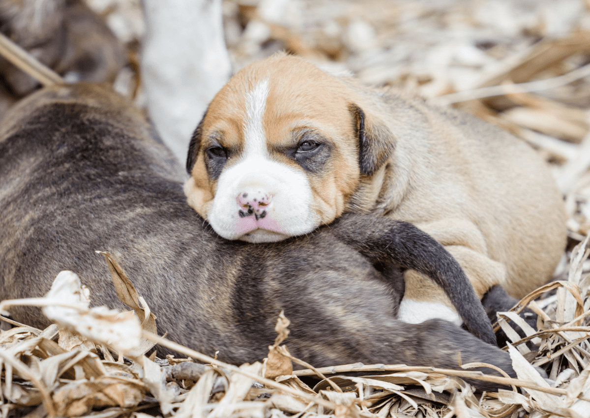 pitbull puppy eat