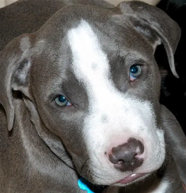 pit bull puppy close up