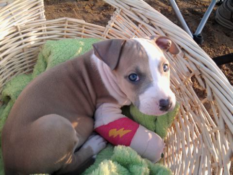 pit bull puppy in cast