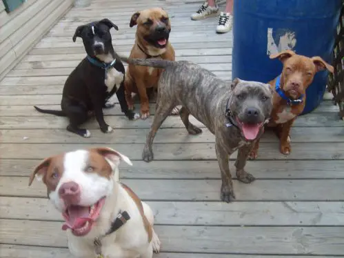 Group of Pit Bulls standing and sitting