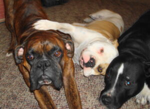a Boxer, An American Bull Dog X APBT, and a Staffordshire Terrier
