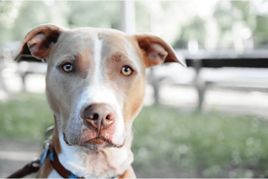Blue Nose Pit Bull vs Red Nose Pit Bull : Does It Matter?