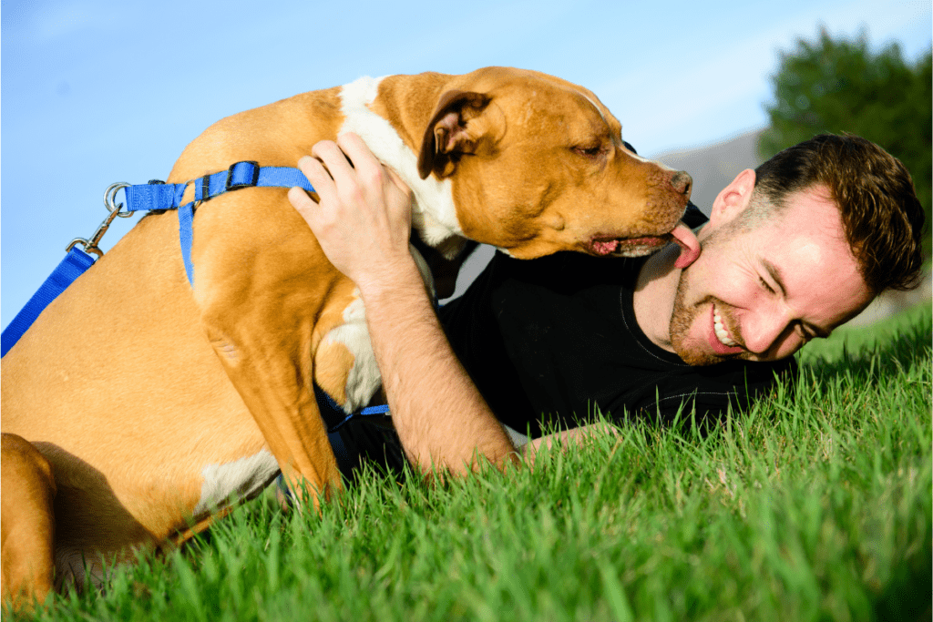 Blue Nose Pit Bulls Temperament