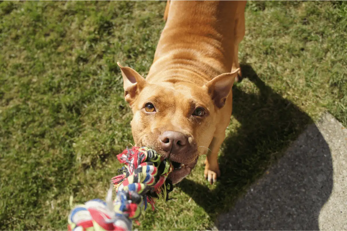 PitBull Barking Guide [Why They Bark And How To Train Them]