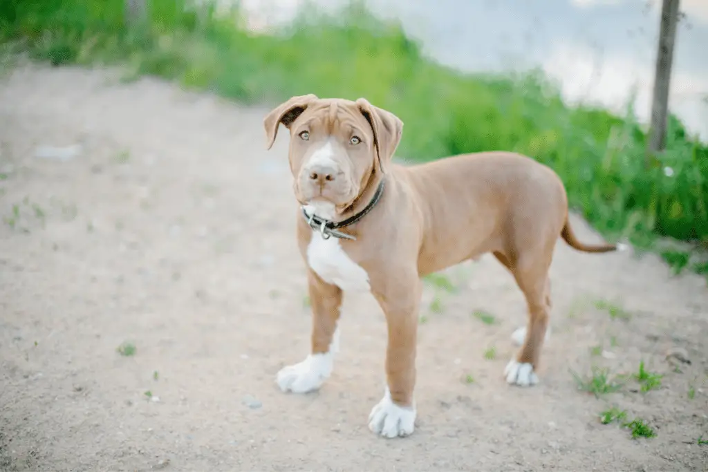 What Age Should I Start Training My Pit Bull
