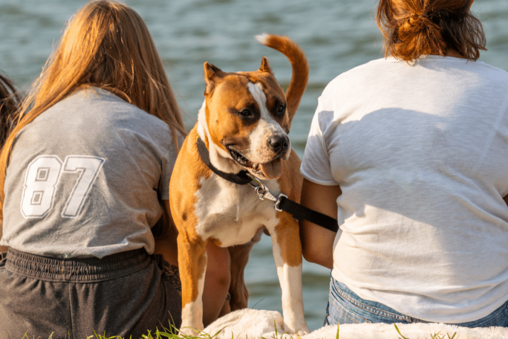 family pitbull pet