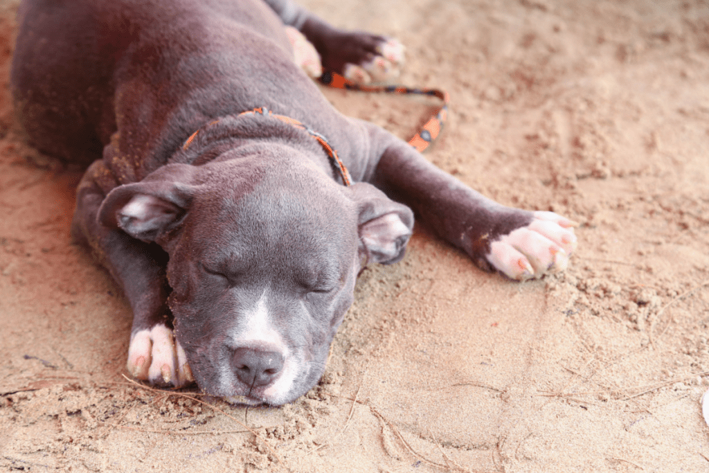 pitbull boredom lick