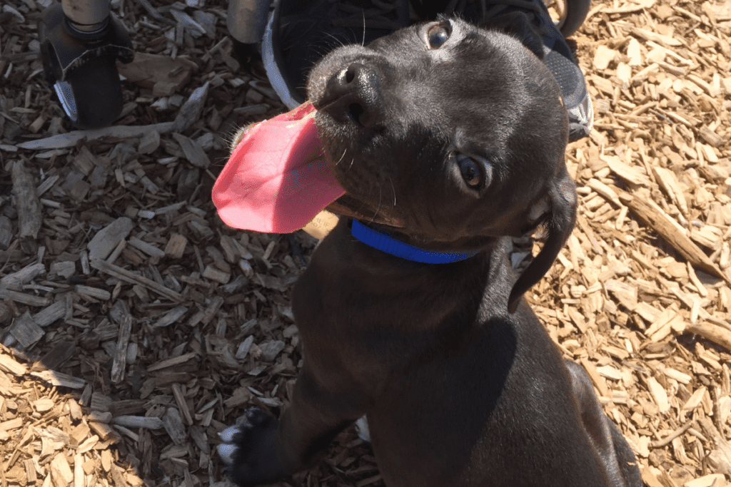 pitbull puppy barking