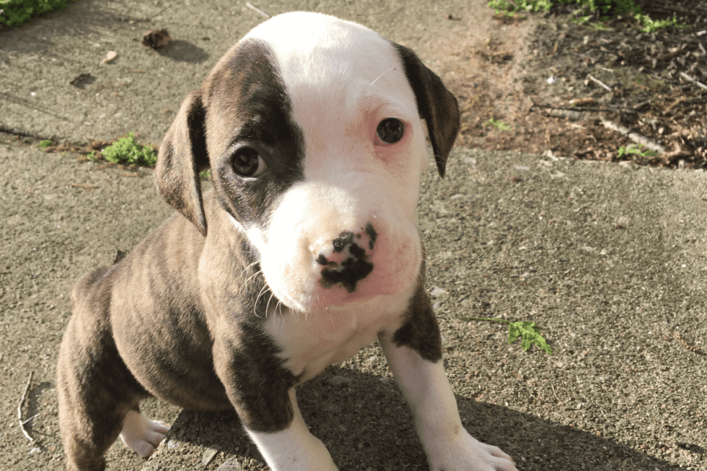 How to Train a Pit Bull