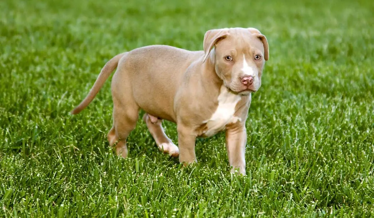 How Strong Are American Pit Bulls?