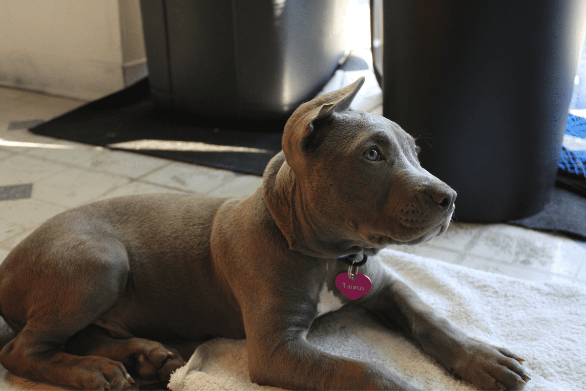 Are pitbulls prone to separation anxiety?