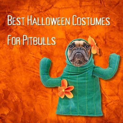 Halloween Costumes Pitbull