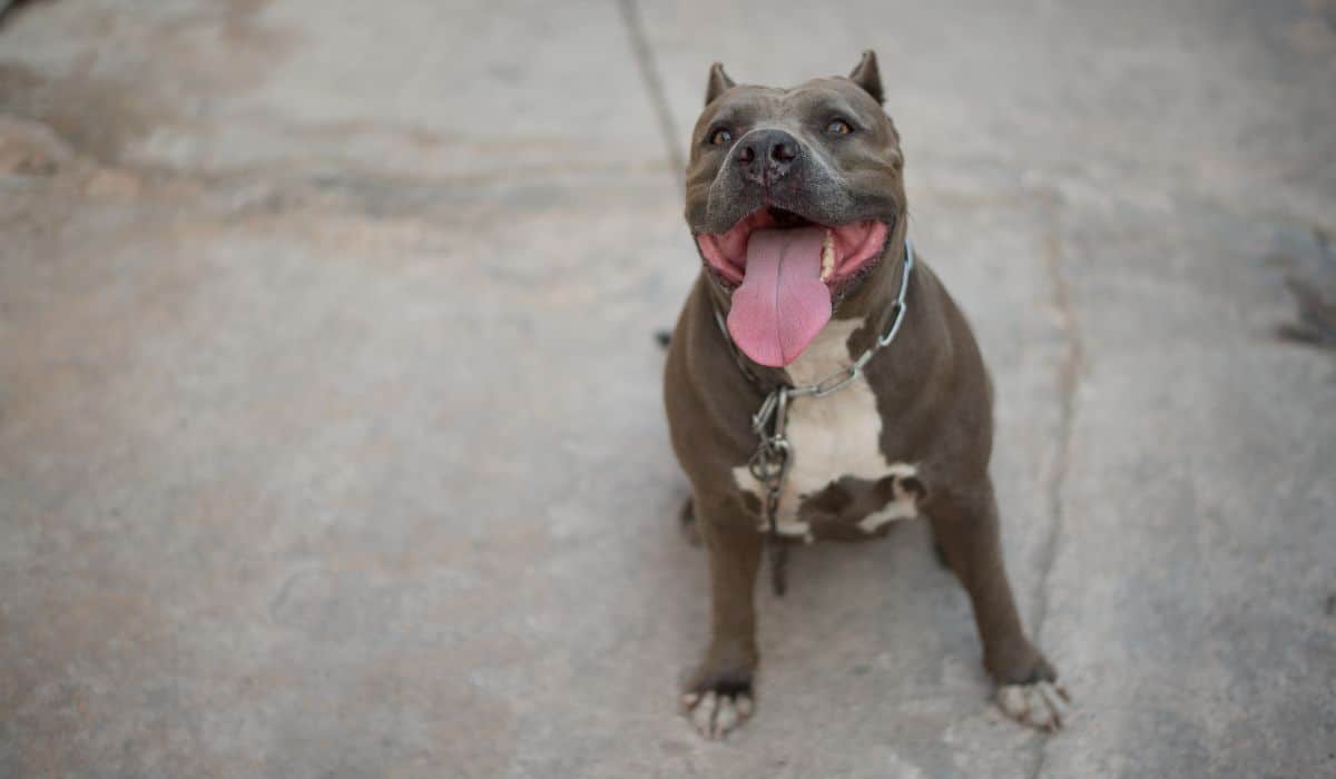 Razor Edge Pitbull - The Friendliest Pitbull Bloodline