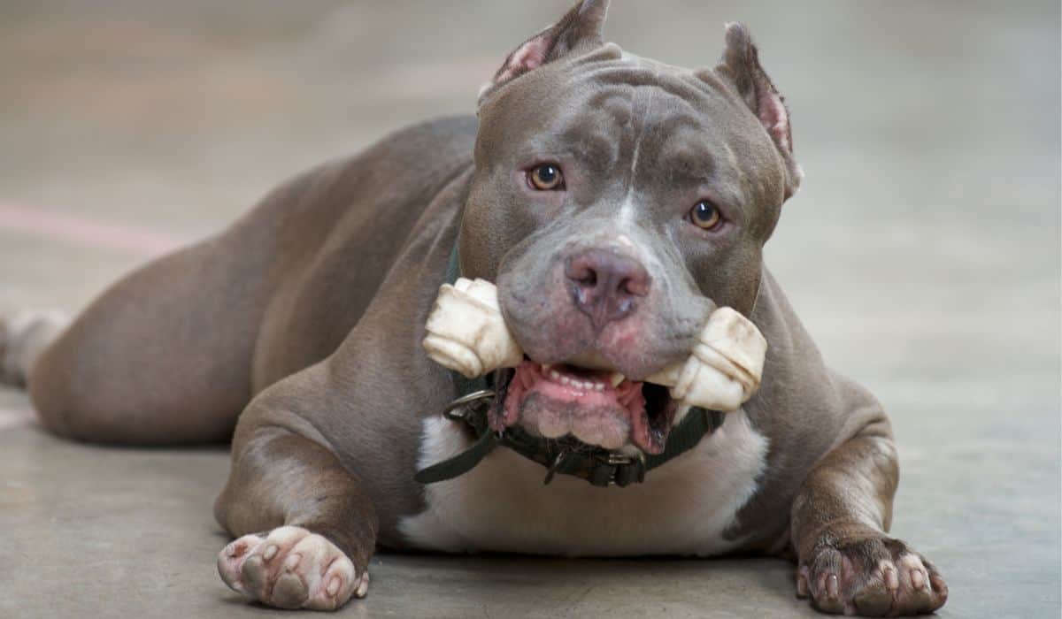 Razor Edge Pitbull - The Friendliest Pitbull Bloodline