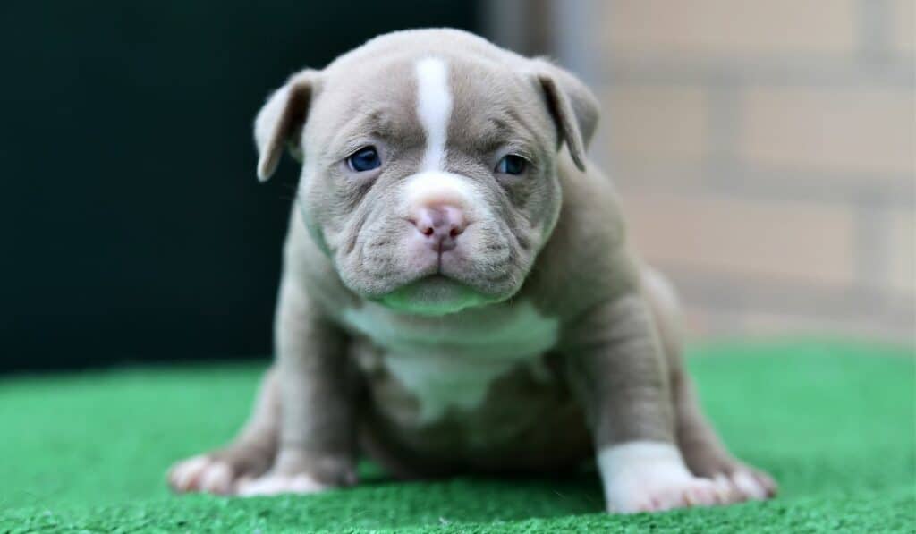 What Is The American Bully Mixed With?