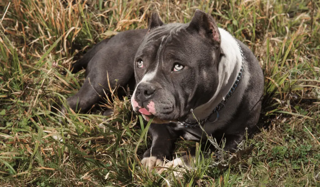 What Is The American Bully Mixed With?