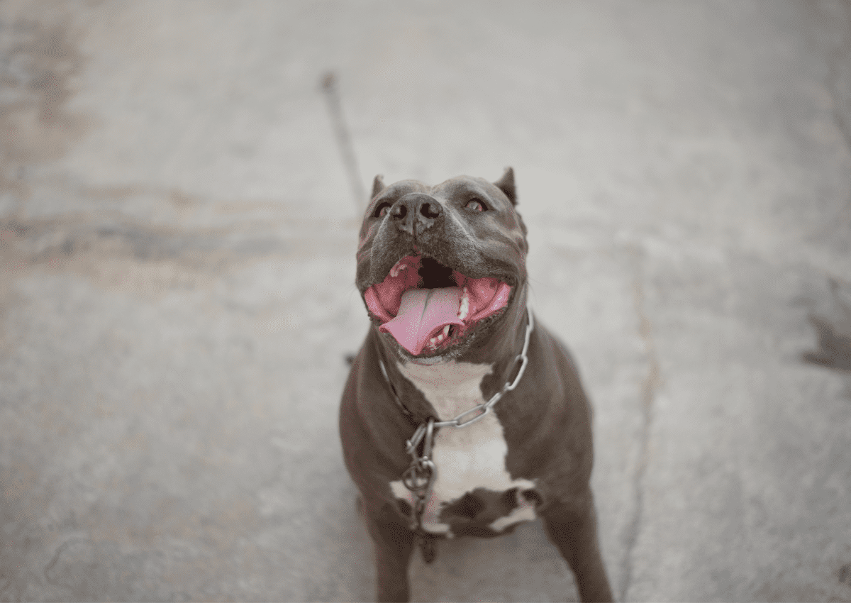 Pit Bull Protective Training