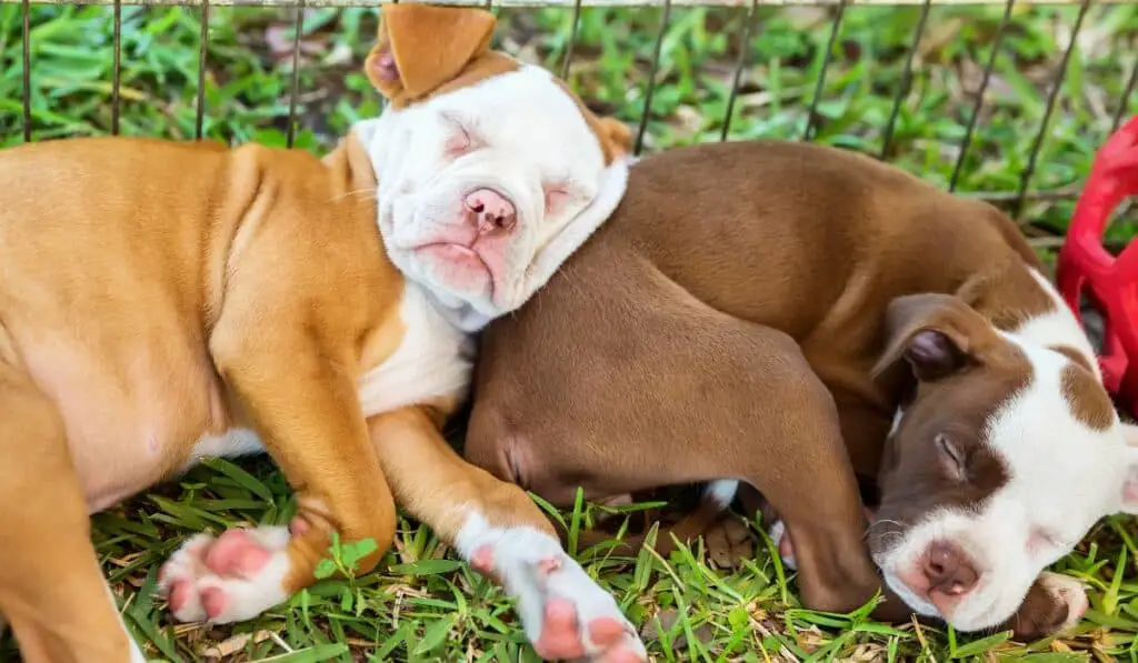 Why Do Pit Bulls Snore?