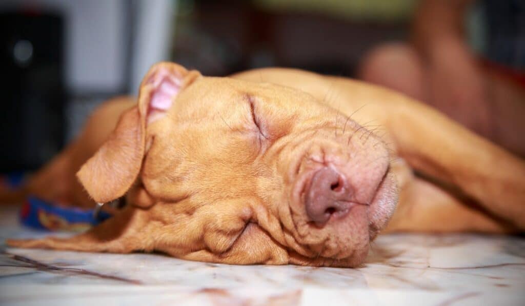 Why Do Pit Bulls Snore?