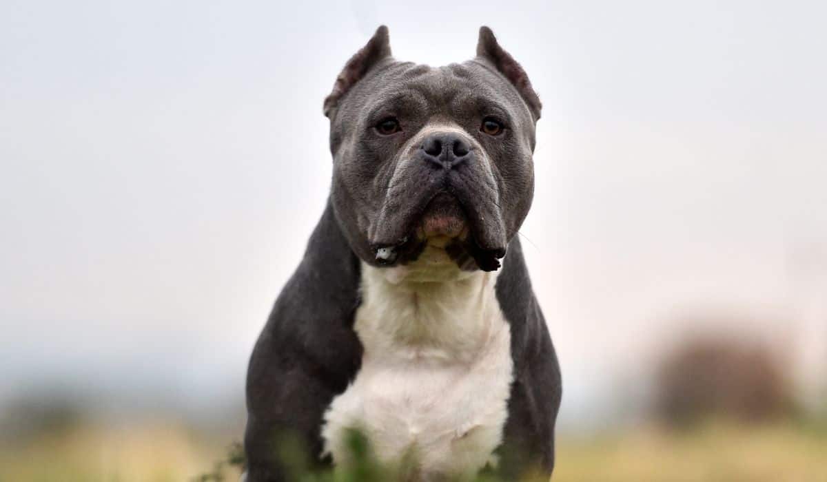 Pit Bull Vs American Bully : Their Differences And Similarities