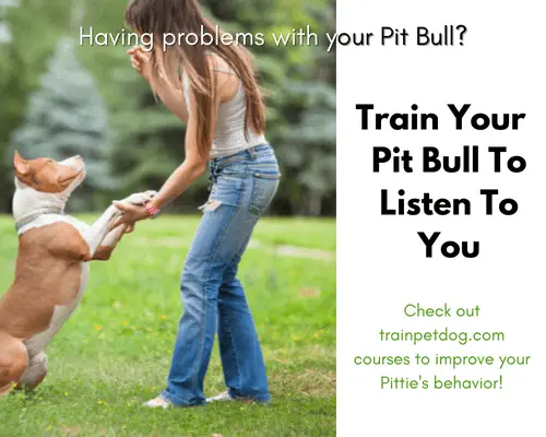 Train Your Pit Bull To Listen To You