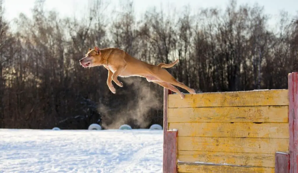 How High Can Pitbulls Jump?