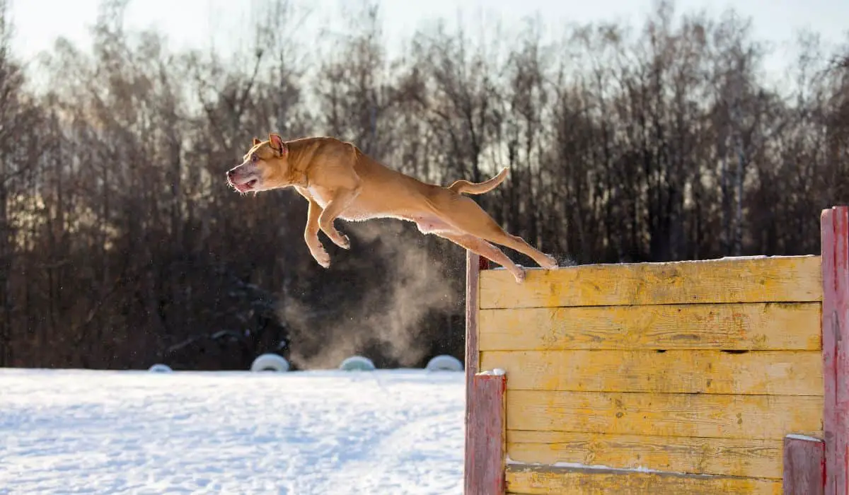 How High Do Pitbulls Jump