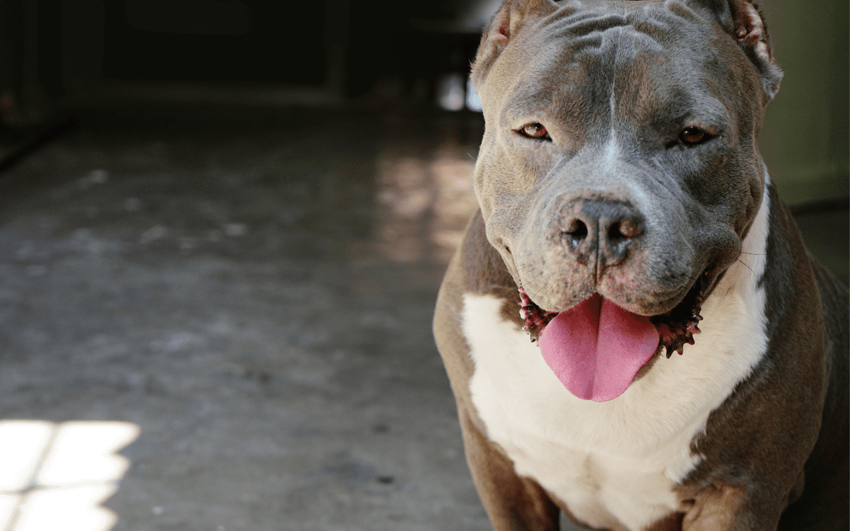 American Bully vs Pitbull