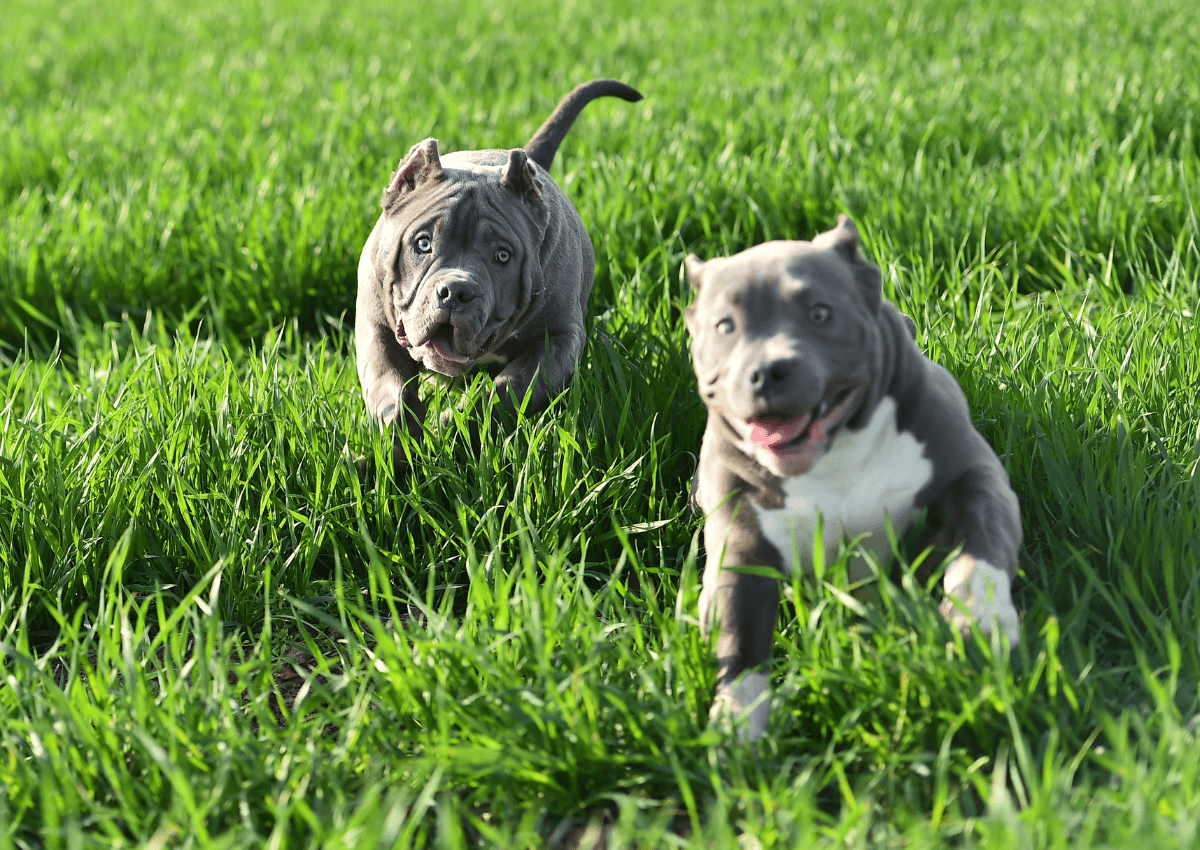 are american bully aggressive