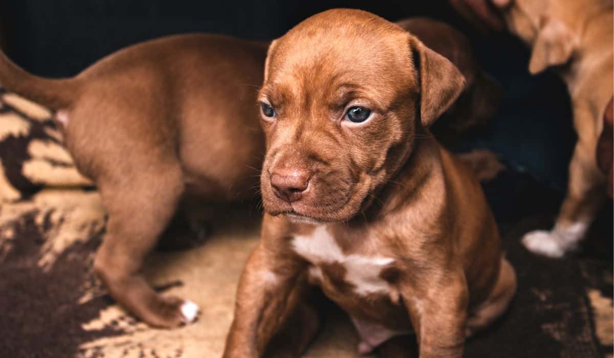 Do pitbulls get store cold