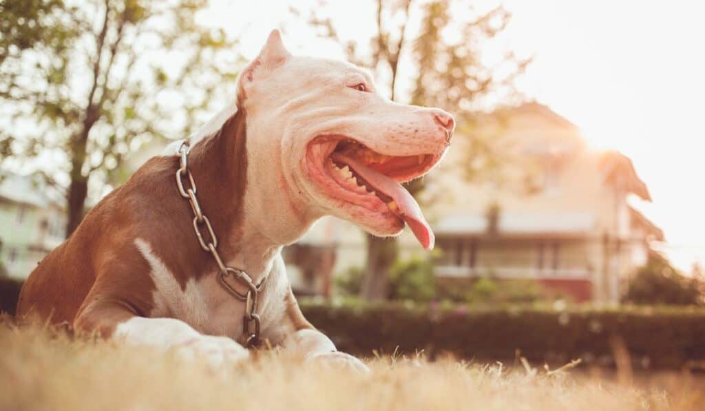 How often does a store pitbull go into heat