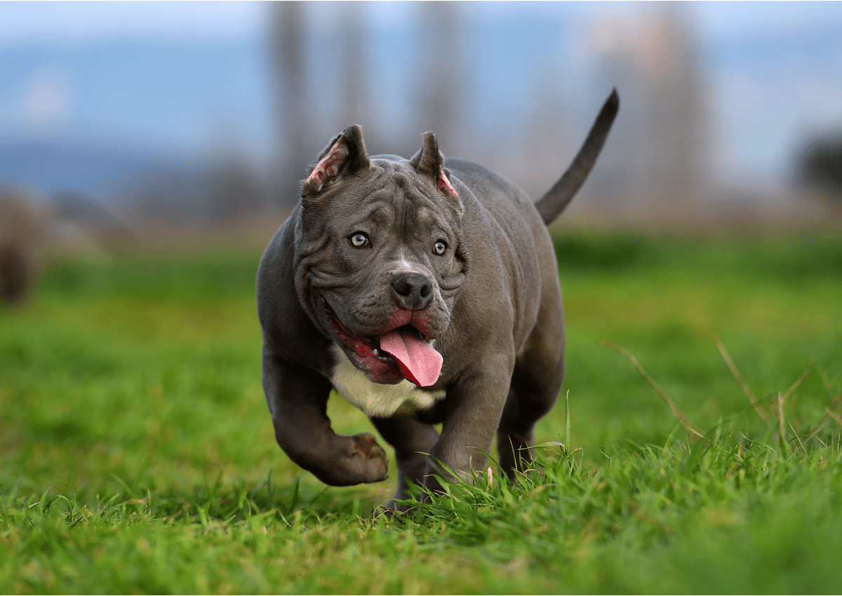 Bully best sale breed pitbulls