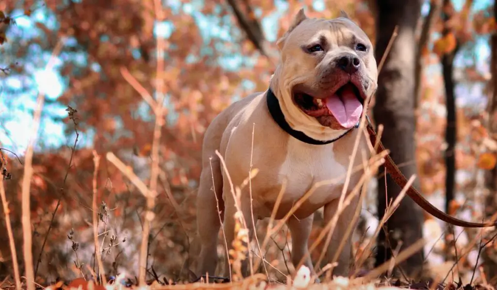 Are Pitbulls Good Running Dogs?