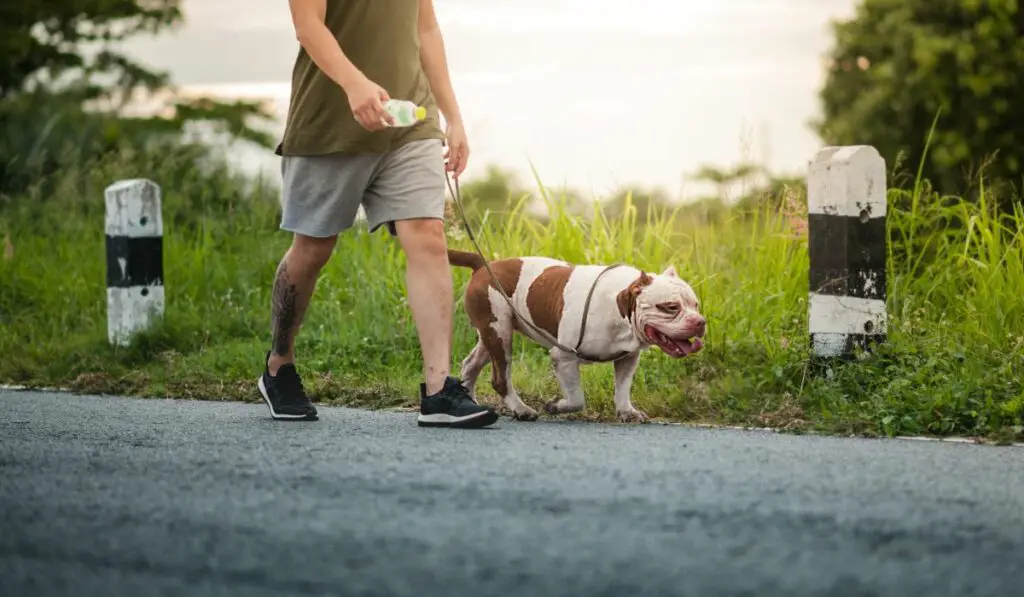 Are Pitbulls Good Running Dogs?