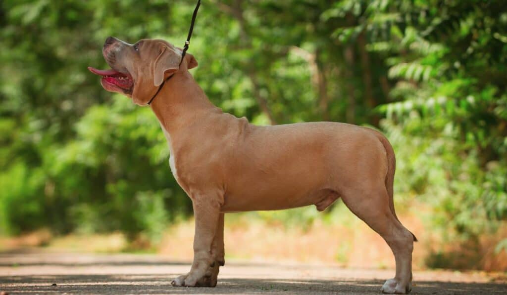 Why Do Some American Bullies Have Short Tails?