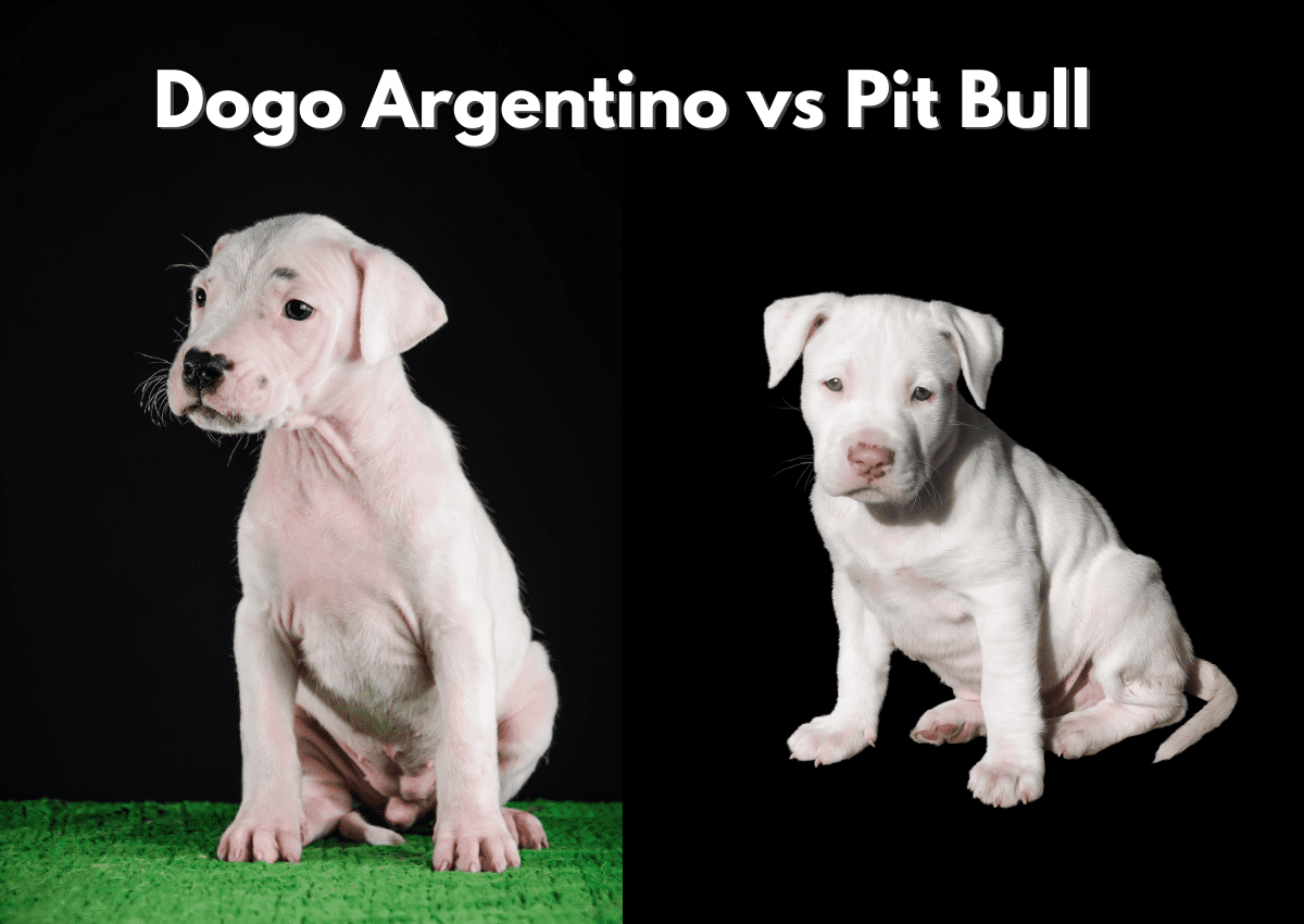 Dogo Argentino vs Pit Bull