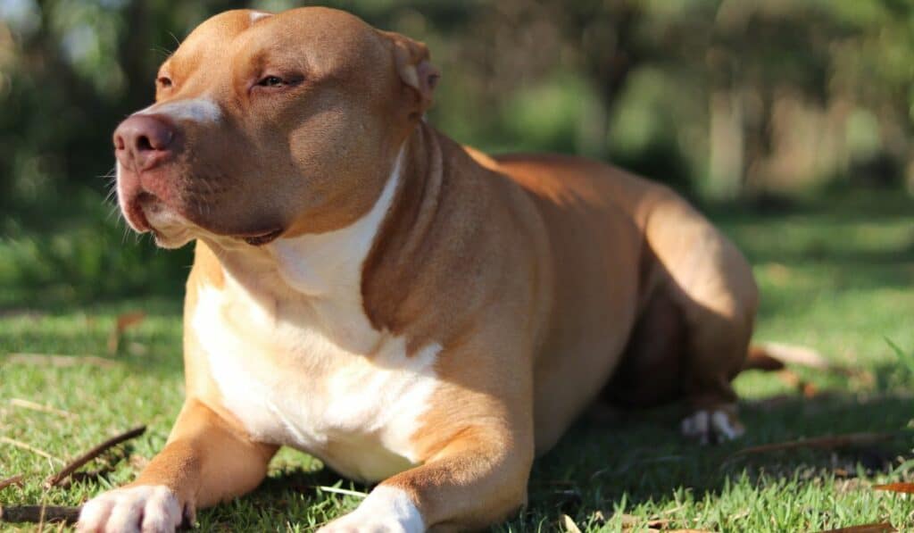 Pitbull hot sale terrier hypoallergenic