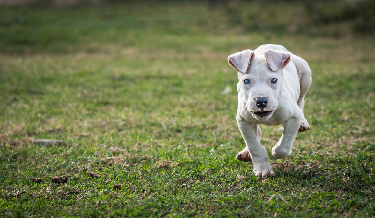 Most expensive best sale pitbull breed