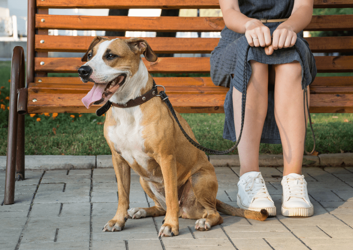 how to leash train a pitbull