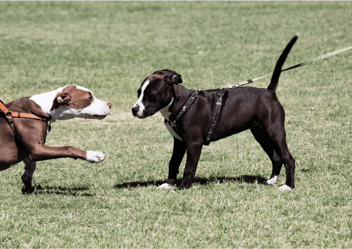 Unbelievable Dog Walking Transformation! Stopping Pitbull Pulling On The  Leash 