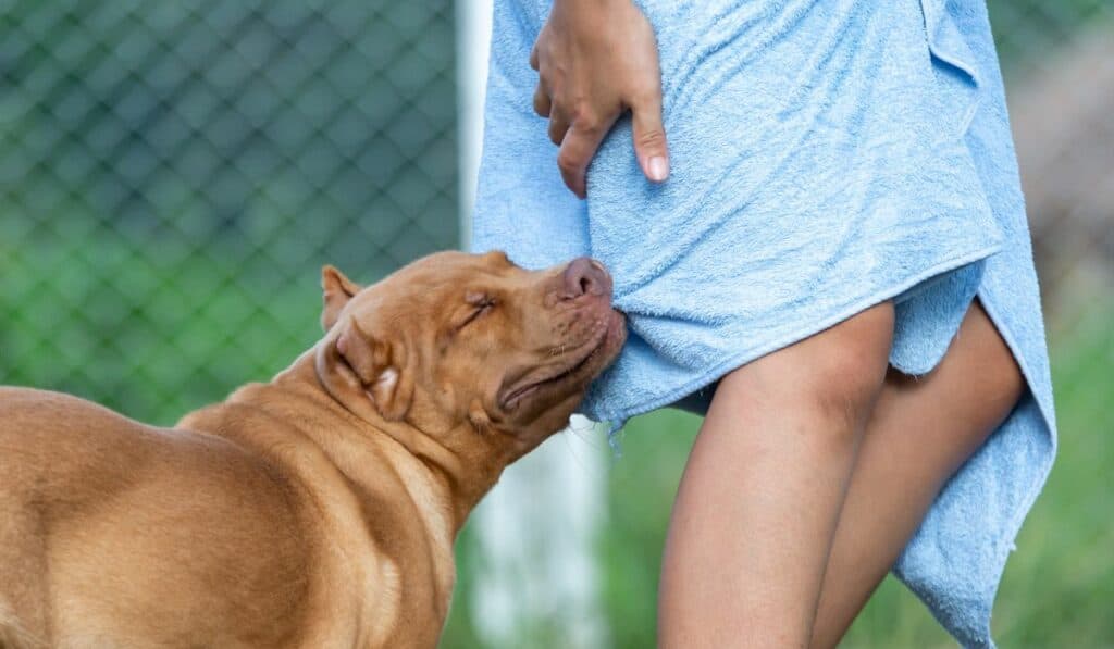 When Do Pitbull Puppies Stop Biting?