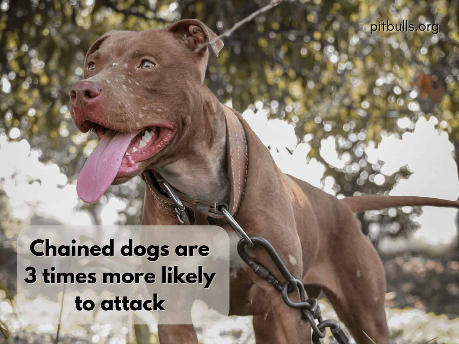 Chained Dogs Attacks Statistics