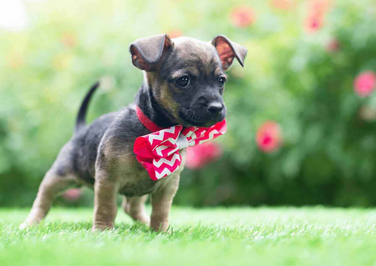 Chihuahua Terrier Mix