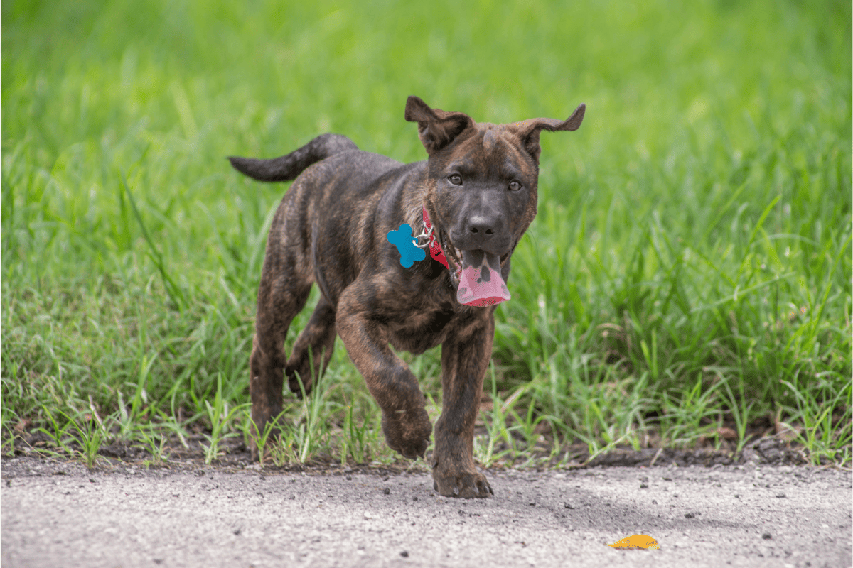 long haired pitbull