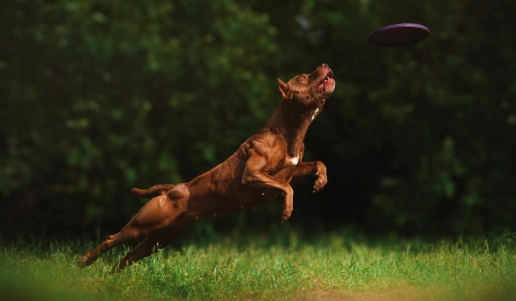 Why Are American Pitbulls So Muscular